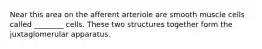 Near this area on the afferent arteriole are smooth muscle cells called ________ cells. These two structures together form the juxtaglomerular apparatus.