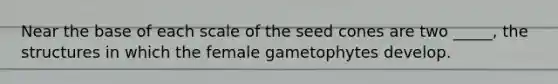Near the base of each scale of the seed cones are two _____, the structures in which the female gametophytes develop.