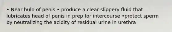 • Near bulb of penis • produce a clear slippery fluid that lubricates head of penis in prep for intercourse •protect sperm by neutralizing the acidity of residual urine in urethra