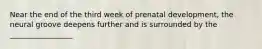 Near the end of the third week of prenatal development, the neural groove deepens further and is surrounded by the _________________