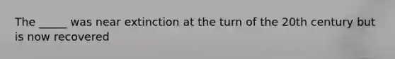 The _____ was near extinction at the turn of the 20th century but is now recovered