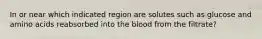 In or near which indicated region are solutes such as glucose and amino acids reabsorbed into the blood from the filtrate?