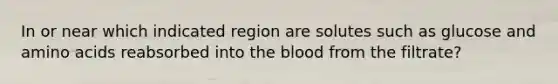 In or near which indicated region are solutes such as glucose and amino acids reabsorbed into the blood from the filtrate?