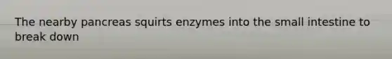 The nearby pancreas squirts enzymes into the small intestine to break down