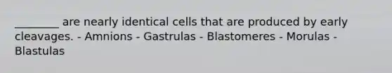 ________ are nearly identical cells that are produced by early cleavages. - Amnions - Gastrulas - Blastomeres - Morulas - Blastulas