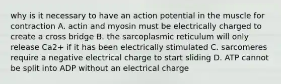 why is it necessary to have an action potential in the muscle for contraction A. actin and myosin must be electrically charged to create a cross bridge B. the sarcoplasmic reticulum will only release Ca2+ if it has been electrically stimulated C. sarcomeres require a negative electrical charge to start sliding D. ATP cannot be split into ADP without an electrical charge