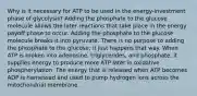 Why is it necessary for ATP to be used in the energy-investment phase of glycolysis? Adding the phosphate to the glucose molecule allows the later reactions that take place in the energy payoff phase to occur. Adding the phosphate to the glucose molecule breaks it into pyruvate. There is no purpose to adding the phosphate to the glucose; it just happens that way. When ATP is broken into adenosine, triglycerides, and phosphate, it supplies energy to produce more ATP later in oxidative phosphorylation. The energy that is released when ATP becomes ADP is harnessed and used to pump hydrogen ions across the mitochondrial membrane.