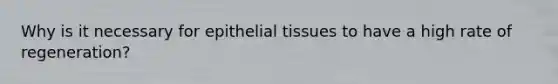 Why is it necessary for epithelial tissues to have a high rate of regeneration?