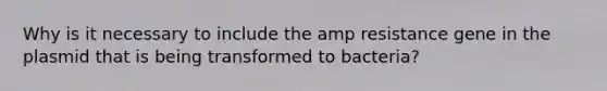 Why is it necessary to include the amp resistance gene in the plasmid that is being transformed to bacteria?