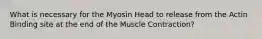 What is necessary for the Myosin Head to release from the Actin Binding site at the end of the Muscle Contraction?