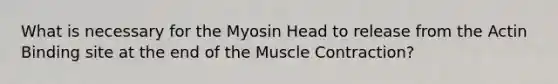 What is necessary for the Myosin Head to release from the Actin Binding site at the end of the Muscle Contraction?