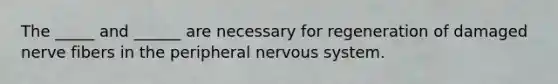 The _____ and ______ are necessary for regeneration of damaged nerve fibers in the peripheral nervous system.