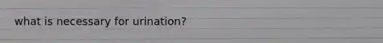 what is necessary for urination?