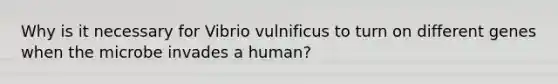 Why is it necessary for Vibrio vulnificus to turn on different genes when the microbe invades a human?