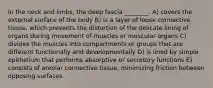 In the neck and limbs, the deep fascia ________. A) covers the external surface of the body B) is a layer of loose connective tissue, which prevents the distortion of the delicate lining of organs during movement of muscles or muscular organs C) divides the muscles into compartments or groups that are different functionally and developmentally D) is lined by simple epithelium that performs absorptive or secretory functions E) consists of areolar connective tissue, minimizing friction between opposing surfaces