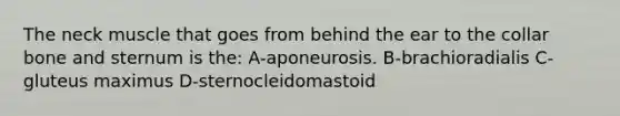 The neck muscle that goes from behind the ear to the collar bone and sternum is the: A-aponeurosis. B-brachioradialis C-gluteus maximus D-sternocleidomastoid