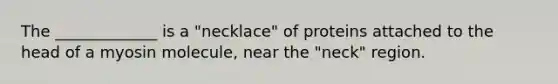 The _____________ is a "necklace" of proteins attached to the head of a myosin molecule, near the "neck" region.