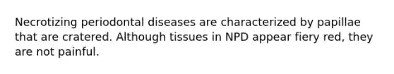 Necrotizing periodontal diseases are characterized by papillae that are cratered. Although tissues in NPD appear fiery red, they are not painful.