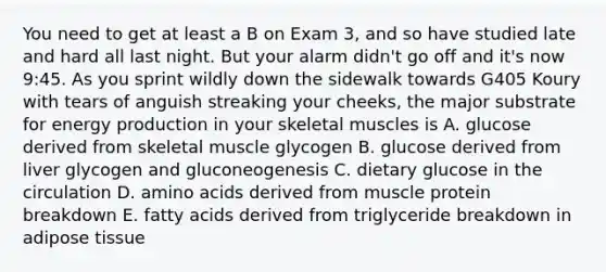 You need to get at least a B on Exam 3, and so have studied late and hard all last night. But your alarm didn't go off and it's now 9:45. As you sprint wildly down the sidewalk towards G405 Koury with tears of anguish streaking your cheeks, the major substrate for <a href='https://www.questionai.com/knowledge/k3xoUYcii1-energy-production' class='anchor-knowledge'>energy production</a> in your skeletal muscles is A. glucose derived from skeletal muscle glycogen B. glucose derived from liver glycogen and gluconeogenesis C. dietary glucose in the circulation D. <a href='https://www.questionai.com/knowledge/k9gb720LCl-amino-acids' class='anchor-knowledge'>amino acids</a> derived from muscle protein breakdown E. fatty acids derived from triglyceride breakdown in adipose tissue