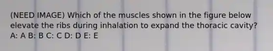 (NEED IMAGE) Which of the muscles shown in the figure below elevate the ribs during inhalation to expand the thoracic cavity? A: A B: B C: C D: D E: E