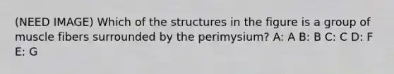 (NEED IMAGE) Which of the structures in the figure is a group of muscle fibers surrounded by the perimysium? A: A B: B C: C D: F E: G