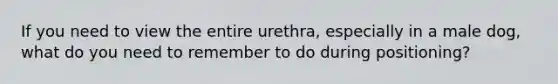 If you need to view the entire urethra, especially in a male dog, what do you need to remember to do during positioning?