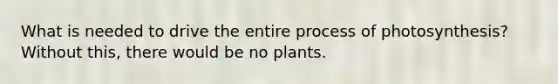 What is needed to drive the entire <a href='https://www.questionai.com/knowledge/kZdL6DGYI4-process-of-photosynthesis' class='anchor-knowledge'>process of photosynthesis</a>? Without this, there would be no plants.