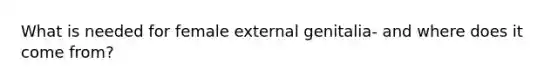 What is needed for female external genitalia- and where does it come from?