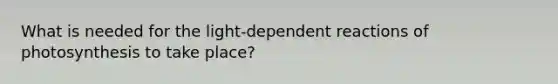 What is needed for the light-dependent reactions of photosynthesis to take place?