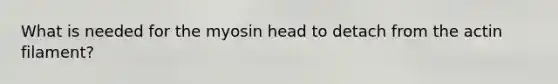 What is needed for the myosin head to detach from the actin filament?