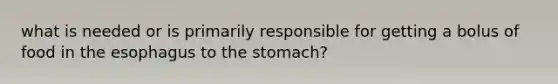 what is needed or is primarily responsible for getting a bolus of food in <a href='https://www.questionai.com/knowledge/kSjVhaa9qF-the-esophagus' class='anchor-knowledge'>the esophagus</a> to <a href='https://www.questionai.com/knowledge/kLccSGjkt8-the-stomach' class='anchor-knowledge'>the stomach</a>?