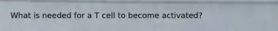 What is needed for a T cell to become activated?