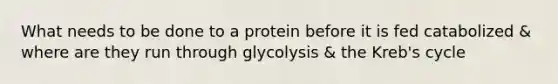 What needs to be done to a protein before it is fed catabolized & where are they run through glycolysis & the Kreb's cycle