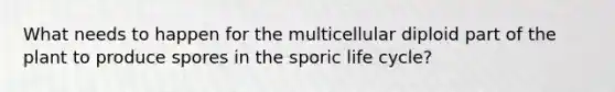 What needs to happen for the multicellular diploid part of the plant to produce spores in the sporic life cycle?