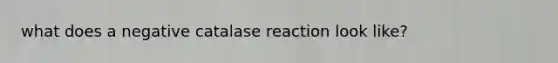 what does a negative catalase reaction look like?