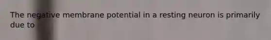The negative membrane potential in a resting neuron is primarily due to