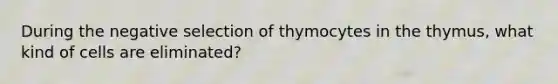 During the negative selection of thymocytes in the thymus, what kind of cells are eliminated?