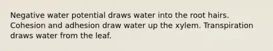 Negative water potential draws water into the root hairs. Cohesion and adhesion draw water up the xylem. Transpiration draws water from the leaf.