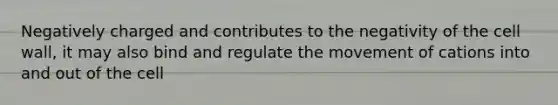 Negatively charged and contributes to the negativity of the cell wall, it may also bind and regulate the movement of cations into and out of the cell