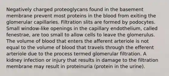 Negatively charged proteoglycans found in the basement membrane prevent most proteins in <a href='https://www.questionai.com/knowledge/k7oXMfj7lk-the-blood' class='anchor-knowledge'>the blood</a> from exiting the glomerular capillaries. Filtration slits are formed by podocytes. Small window-like openings in the capillary endothelium, called fenestrae, are too small to allow cells to leave the glomerulus. The volume of blood that enters the afferent arteriole is not equal to the volume of blood that travels through the efferent arteriole due to the process termed glomerular filtration. A kidney infection or injury that results in damage to the filtration membrane may result in proteinuria (protein in the urine).