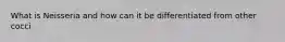 What is Neisseria and how can it be differentiated from other cocci