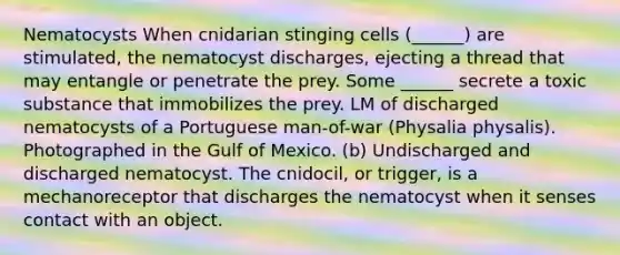 Nematocysts When cnidarian stinging cells (______) are stimulated, the nematocyst discharges, ejecting a thread that may entangle or penetrate the prey. Some ______ secrete a toxic substance that immobilizes the prey. LM of discharged nematocysts of a Portuguese man-of-war (Physalia physalis). Photographed in the Gulf of Mexico. (b) Undischarged and discharged nematocyst. The cnidocil, or trigger, is a mechanoreceptor that discharges the nematocyst when it senses contact with an object.