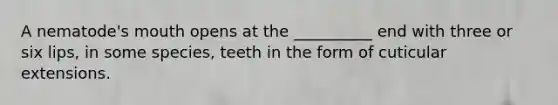 A nematode's mouth opens at the __________ end with three or six lips, in some species, teeth in the form of cuticular extensions.