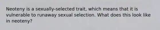 Neoteny is a sexually-selected trait, which means that it is vulnerable to runaway sexual selection. What does this look like in neoteny?