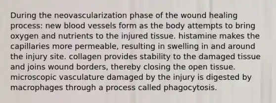 During the neovascularization phase of the wound healing process: new blood vessels form as the body attempts to bring oxygen and nutrients to the injured tissue. histamine makes the capillaries more permeable, resulting in swelling in and around the injury site. collagen provides stability to the damaged tissue and joins wound borders, thereby closing the open tissue. microscopic vasculature damaged by the injury is digested by macrophages through a process called phagocytosis.