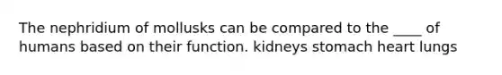 The nephridium of mollusks can be compared to the ____ of humans based on their function. kidneys stomach heart lungs