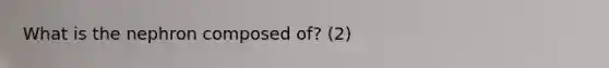What is the nephron composed of? (2)