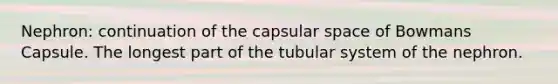 Nephron: continuation of the capsular space of Bowmans Capsule. The longest part of the tubular system of the nephron.