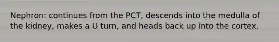 Nephron: continues from the PCT, descends into the medulla of the kidney, makes a U turn, and heads back up into the cortex.