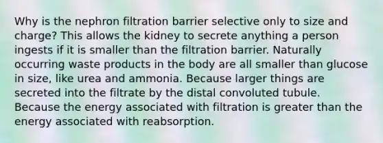 Why is the nephron filtration barrier selective only to size and charge? This allows the kidney to secrete anything a person ingests if it is smaller than the filtration barrier. Naturally occurring waste products in the body are all smaller than glucose in size, like urea and ammonia. Because larger things are secreted into the filtrate by the distal convoluted tubule. Because the energy associated with filtration is <a href='https://www.questionai.com/knowledge/ktgHnBD4o3-greater-than' class='anchor-knowledge'>greater than</a> the energy associated with reabsorption.